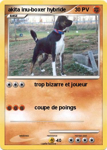 Pokemon akita inu-boxer hybride