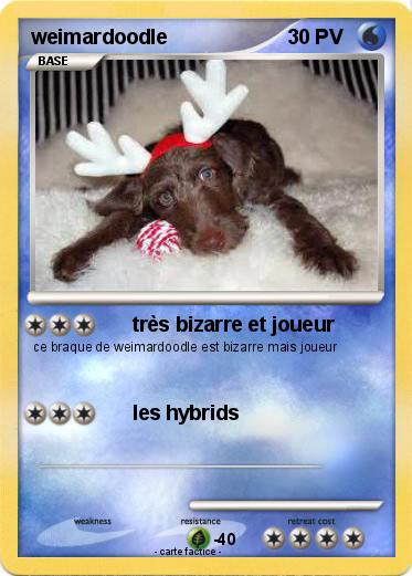 Pokemon weimardoodle