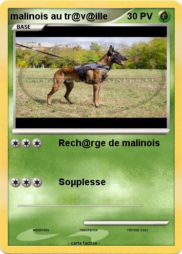 Pokemon malinois au tr@v@ille