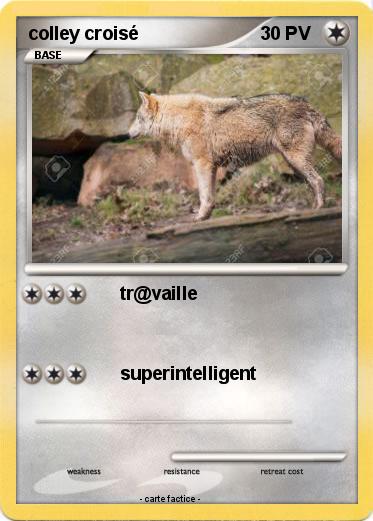 Pokemon colley croisé