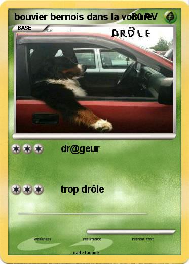 Pokemon bouvier bernois dans la voiture
