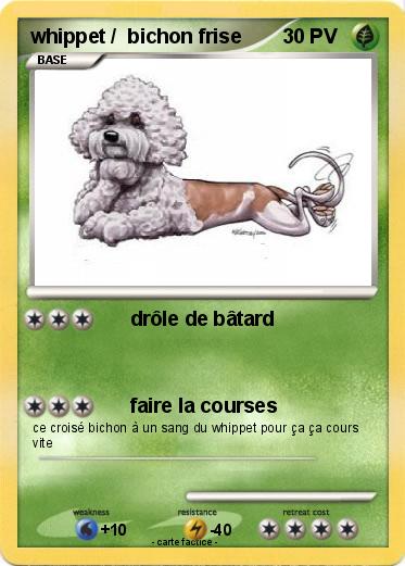 Pokemon whippet /  bichon frise