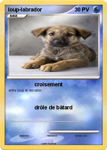 Pokemon loup-labrador