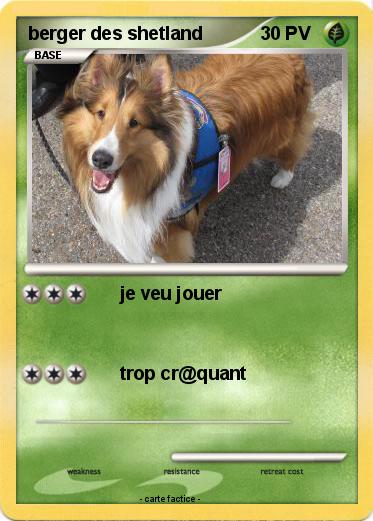 Pokemon berger des shetland
