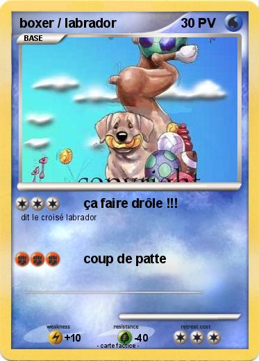 Pokemon boxer / labrador