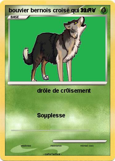 Pokemon bouvier bernois croisé qui hurle