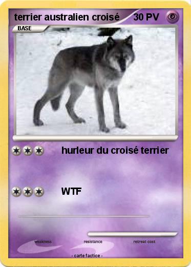 Pokemon terrier australien croisé