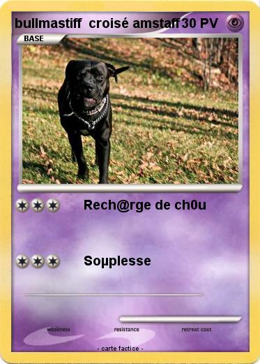 Pokemon bullmastiff  croisé amstaff