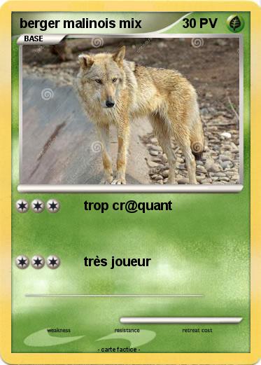 Pokemon berger malinois mix