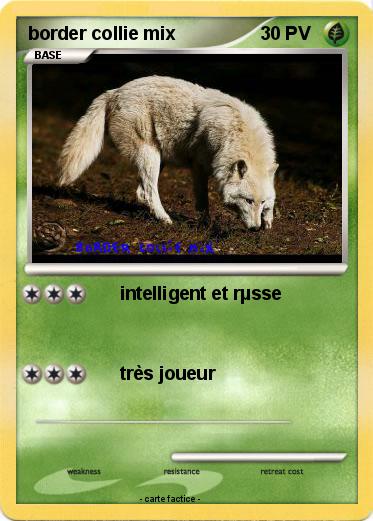 Pokemon border collie mix