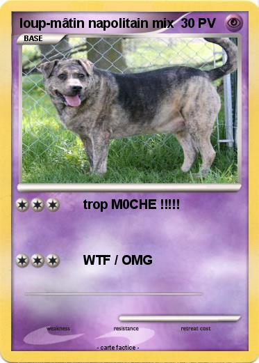 Pokemon loup-mâtin napolitain mix