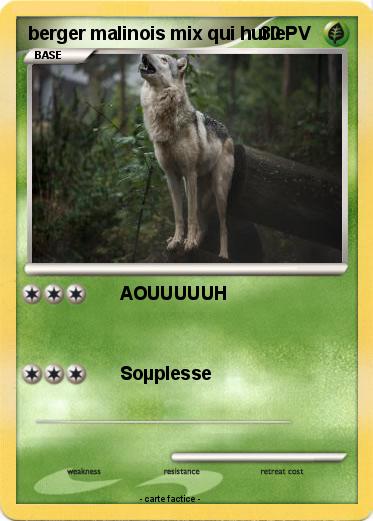 Pokemon berger malinois mix qui hurle