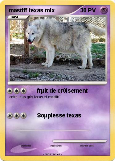 Pokemon mastiff texas mix