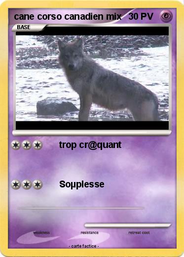 Pokemon cane corso canadien mix
