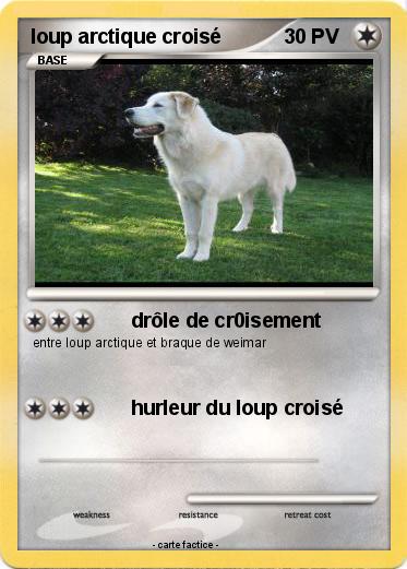 Pokemon loup arctique croisé