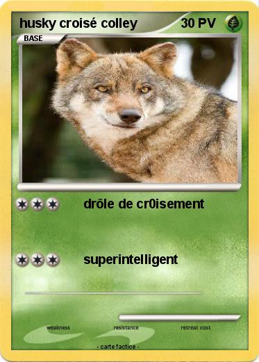 Pokemon husky croisé colley