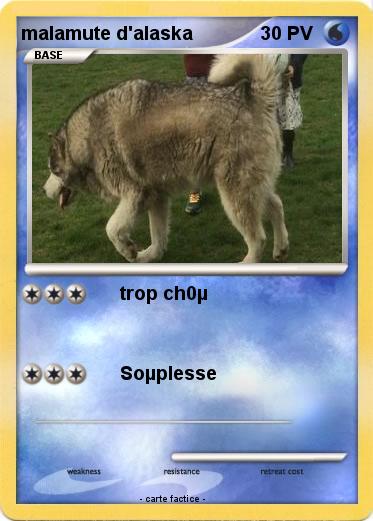 Pokemon malamute d'alaska