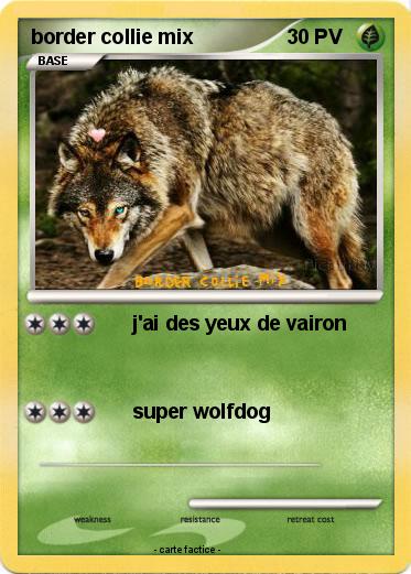 Pokemon border collie mix