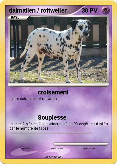 Pokemon dalmatien / rottweiler