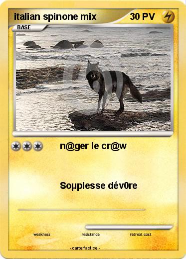 Pokemon italian spinone mix