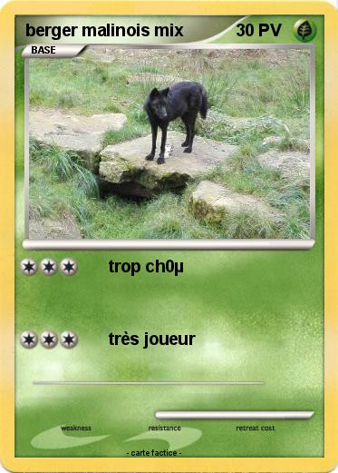 Pokemon berger malinois mix