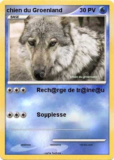 Pokemon chien du Groenland