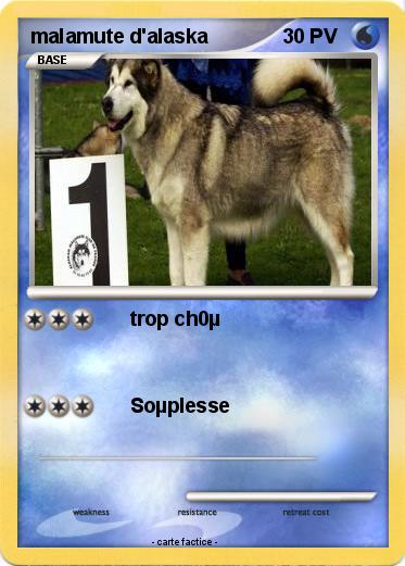 Pokemon malamute d'alaska