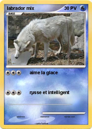 Pokemon labrador mix