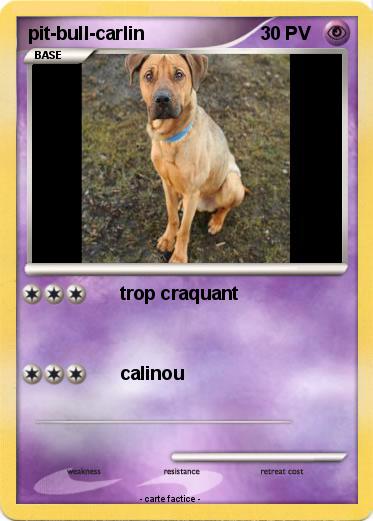 Pokemon pit-bull-carlin