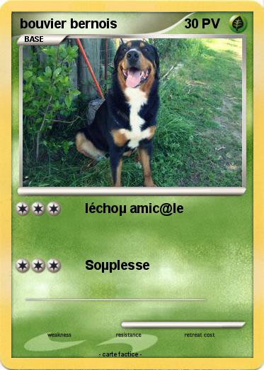 Pokemon bouvier bernois
