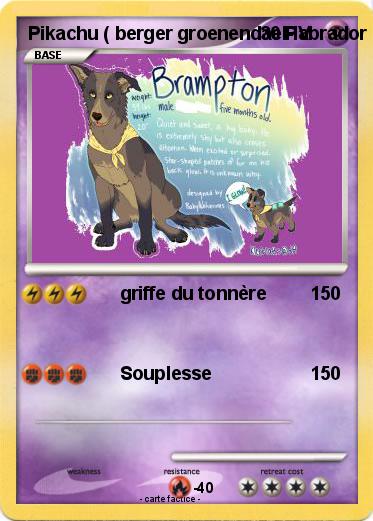 Pokemon Pikachu ( berger groenendael-labrador mixte )