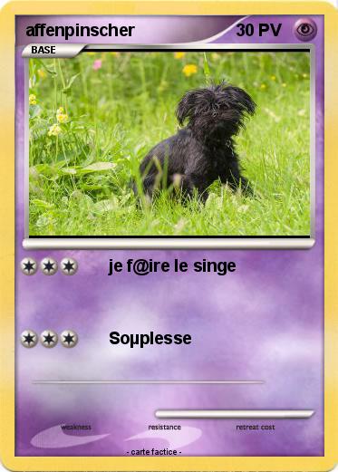 Pokemon affenpinscher