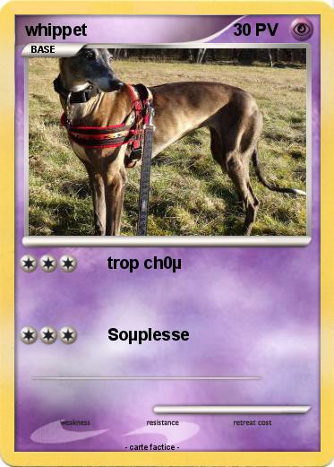Pokemon whippet