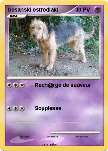 Pokemon bosanski ostrodlaki