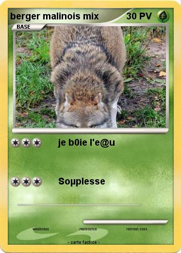 Pokemon berger malinois mix