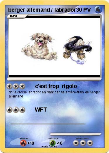 Pokemon berger allemand / labrador