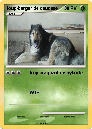 Pokemon loup-berger de caucase