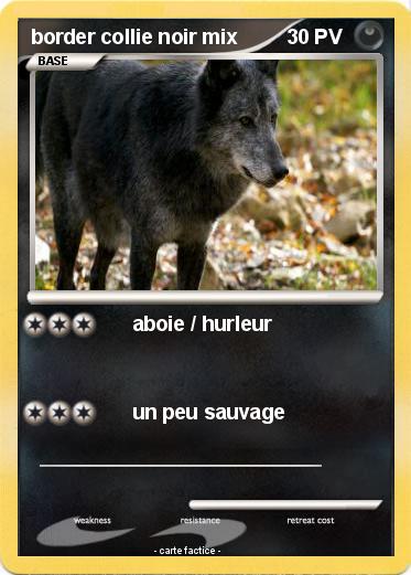 Pokemon border collie noir mix