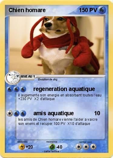 Pokemon Chien homare