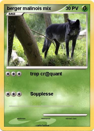 Pokemon berger malinois mix