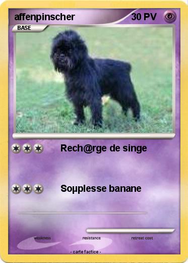 Pokemon affenpinscher