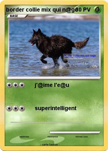 Pokemon border collie mix qui n@ge