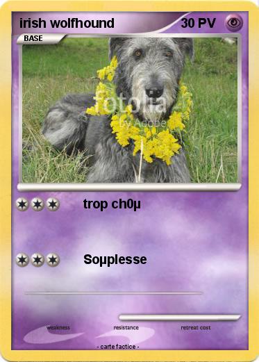 Pokemon irish wolfhound