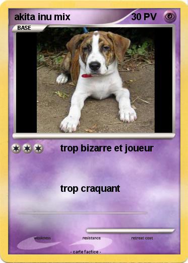 Pokemon akita inu mix