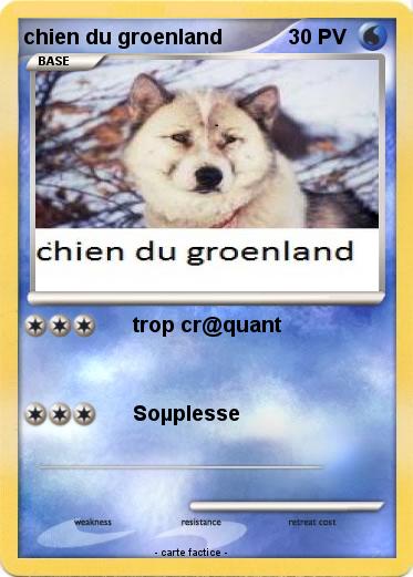 Pokemon chien du groenland