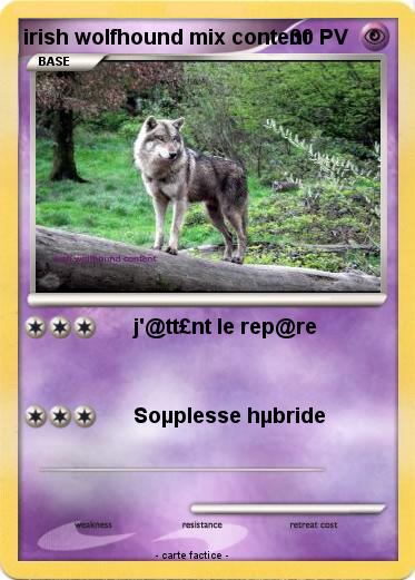 Pokemon irish wolfhound mix content