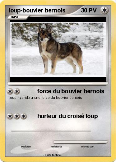 Pokemon loup-bouvier bernois