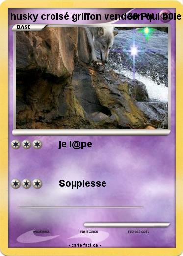 Pokemon husky croisé griffon vendeen qui b0ie