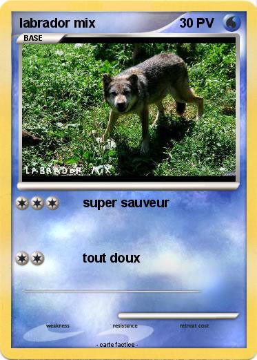 Pokemon labrador mix