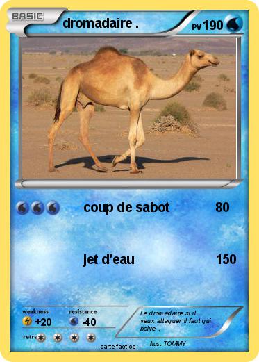Pokemon dromadaire .